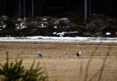 Signs of spring 2 <br><small> Common Crane </small>