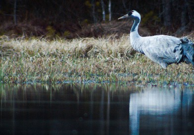 Signs of Spring 4 <br> <small>Common Crane</small>