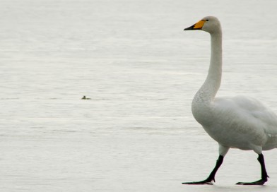 Signs of spring 3 <br> <small>Whooper Swan</small>