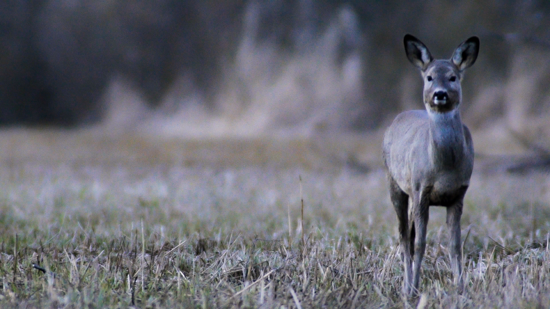 Roe-deer