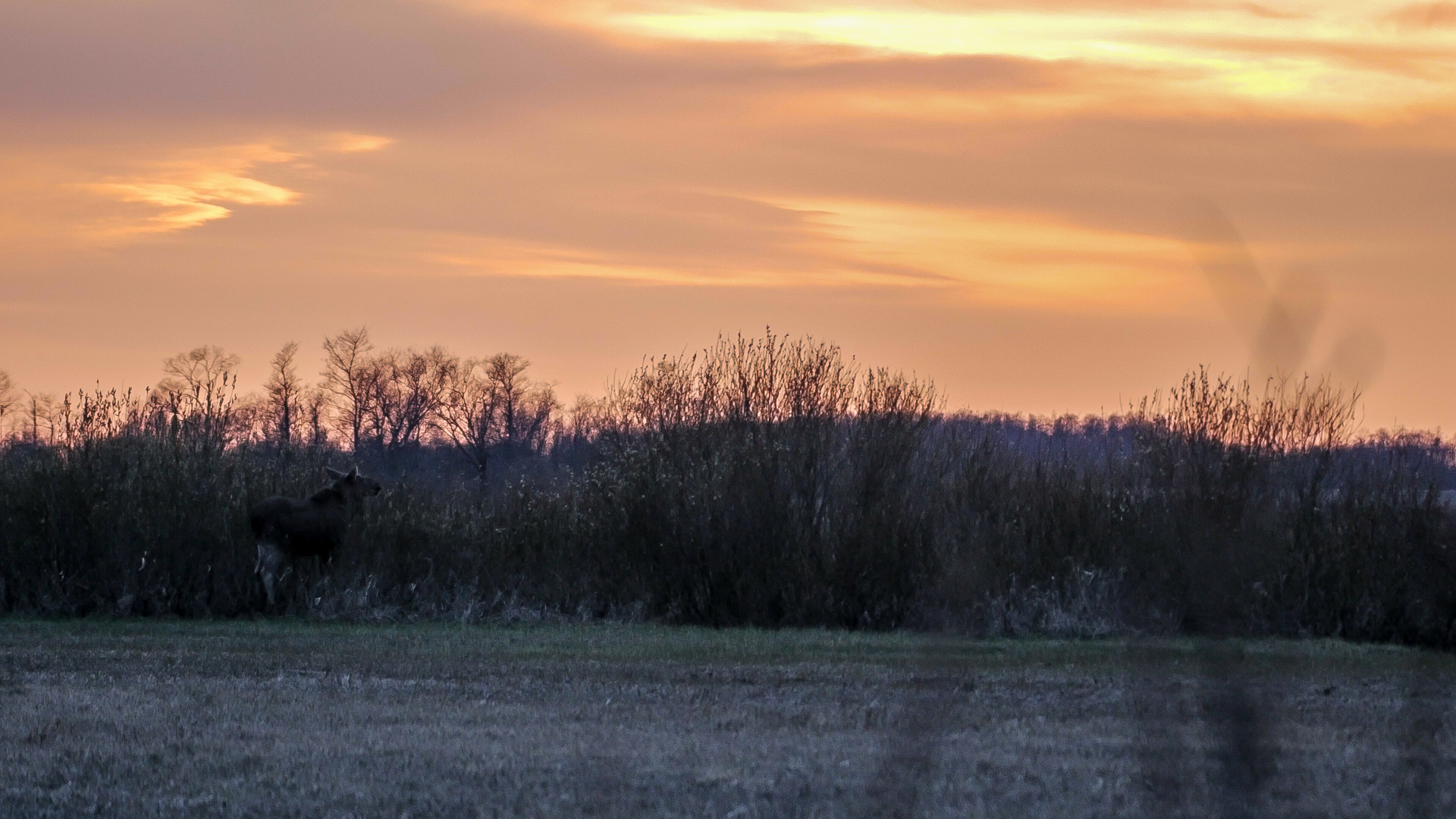 moose-in-sunset-2