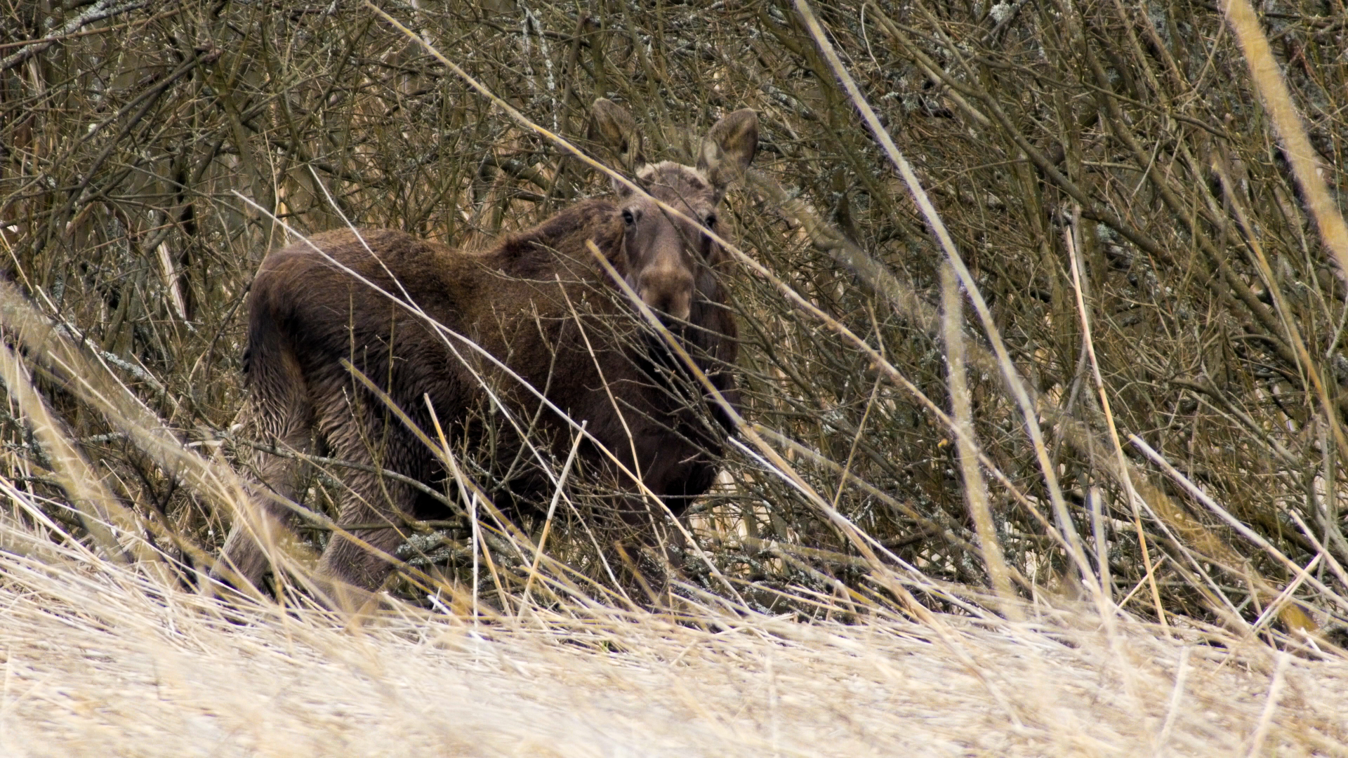 moose-looking1