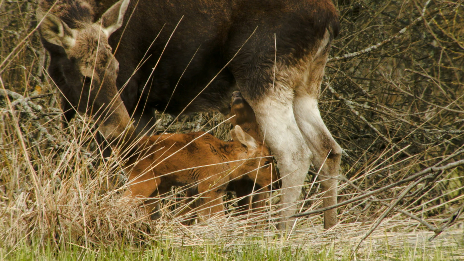 moose-with-calves